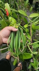 Vanilla Plant Live Well Rooted Healthy Vanilla Bean Vine Plant for Indoor Outdoor Home Gardening and Decorative Green Spaces | Pack of 1-image-20