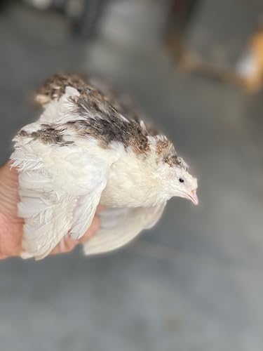 20 Large Fertile Hatching Mixed Jumbo Pharoah Coturnix Jumbo Italian White Quail Hatching Eggs by Fox Peak Outdoor Supply LLC.