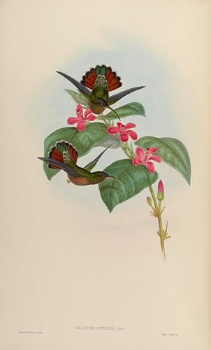 Pintura en lienzo de aves Glaucis de John Gould: cuadro decorativo de 60x90cm para oficina
