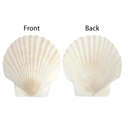 20 Stück Natürliche Weiße Fächermuscheln zum und Bemalen Deko, Muschelschalen für DIY Handwerk, Heimdekoration, Muscheldekoration, Bemalen Set, Muscheln zum Basteln, Aquarium, Hochzeit, Strandparty