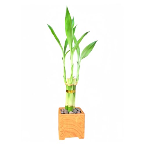 3-Stalk of 6" Lucky Bamboo Plant with Wood Grain Ceramic Vase & Pebbles Included | 6-Inch Live Indoor Bamboo Plant | Easy Care Houseplant for Home, Office Desk, Feng Shui, Housewarming & Gift