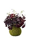 kokedama orchidée Decoración vegetal viva que encaja en estilos modernos y creativos.