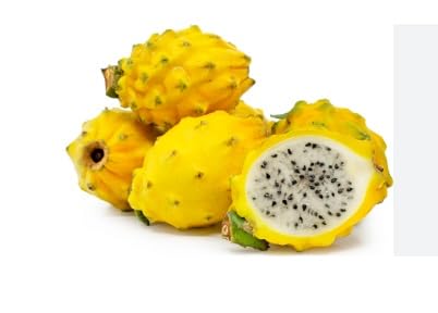 Green view® Combo pack of 3 Rare Thai Yellow skin White Flesh Dragon Fruit Live Rooted Plant 1 FT DRAGON FRUIT LIVE INDOOR OUTDOOR ORNAMENTAL PLANT 3 Cutting On Grow Bag