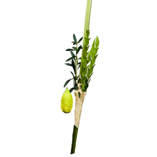 Etrog & Lulav Set for Sukkot | 100% Certified Kosher Arba Minim | Includes Holder Etrog Box & Guide | 3 Haddasim & 2 Aravot | Protective Packaging (Standard Set)