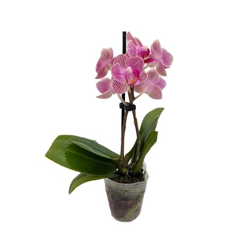 Surprise Moth Orchid Plant - Phalaenopsis - 2" Pot -