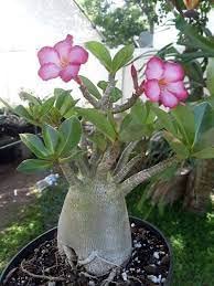 OXY GREEN PLANT® Arabicum,Adenium, Sabi star, kudu, mock azalea, impala lily and desert rose. Healthy Live flower Plant Actual Plant Height .5 ft to 1.5 ft, (B0C4714SSN) Amazon Price History, Amazon Price Tracker