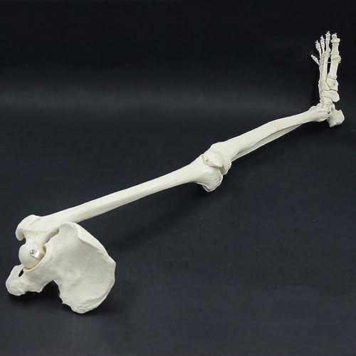 Teaching Model Tools Anatal Model of Leg Skeleton Human Leg Skeleton Set 36" Anatal Human Lower Limb Skeleton Model with All Articulated Leg Bones