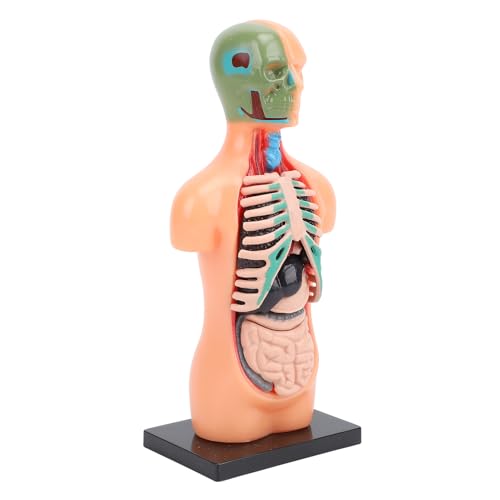 Hamwesh Modelo de Cuerpo Humano para Niños, 15,5x7 Cm, 8 órganos Internos Extraíbles, Modelo de Anatomía Humana, de Anatomía del Torso Humano con Costillas y Base para Educación Científica