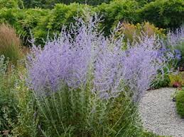 Daylily Nursery Little Spire Russian Sage