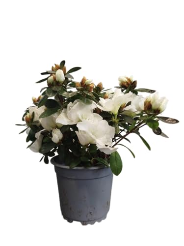 Azalea Flores Blancas |DECOALIVE |Flor de Exterior | Azalea Blanca
