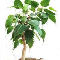 Greenursery Peepal Ornamental & Shade Trees Plant with Plastic Pot and Fertelizer
