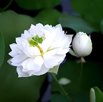 Image of Very Beautiful All Season White Water Lotus(Pack Of-2) /Water Kamal /Water Lily Plant (TUBER) Original Hybrid Veriety Blloming With In 30 Days For Outdoor & Indoor Live Plant.