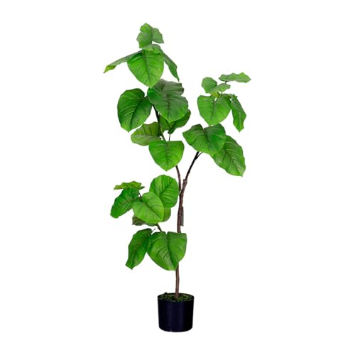 ウンベラータ　大型 ウンベラータ 大型 10号 観葉植物」の人気商品一覧 | 安い商品を通販