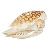 Real Nine-Banded Armadillo Skull A Quality Skull Only