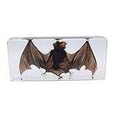 Large Taxidermy Real Bat Specimens Animal Specimen in Resin for Science Classroom Science Education XX-Large (7.9x3.6x1.6 Inch)