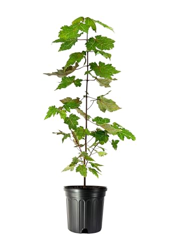 Red Maple | 2 Large Gallon Size Plants | Acer
