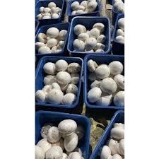 ND PLANTBAZAR button mushroom spawn seeds (200 gm) 1 packet(ND1058) (B0CP29L46C) Amazon Price History, Amazon Price Tracker