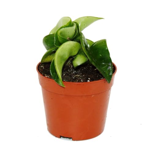 Exotenherz Mini-Pflanze Dracaena Compacta - Kleiner Drachenbaum Im 5,5cm  Topf, Ideal Fr Schalen & Glser