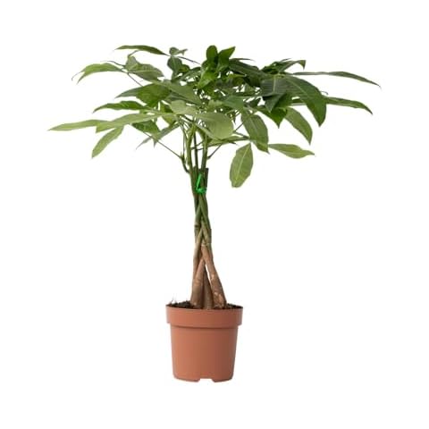 Pachira Aquatica Money Tree Indoor Plant Cover