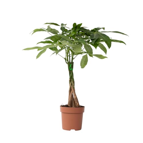 Plant in a Box - Pachira aquatica - Alberi del denaro - Vaso 17cm - Altezza 60-70cm - Piante d'appartamento
