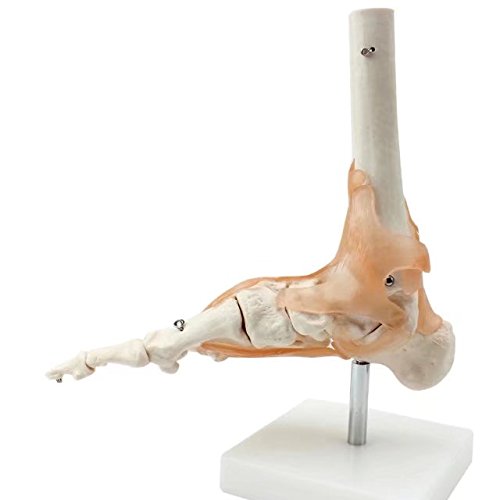 BoNew-Oral Life Size Foot Joint with Ligaments Anatomical Skeleton Model - Medical Anatomy