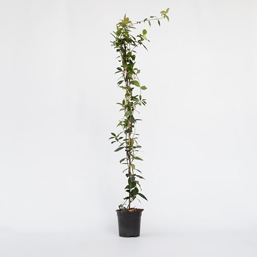 Plant in a Box Sternjasmin Weiß Topf 17cm
