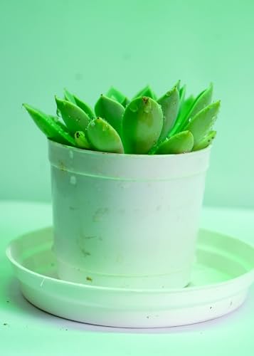 Image of Bigreen Pack of 2 Vishnu Kamal and Laxmi Kamal Succulent Plants with Pots Elegant Indoor and Outdoor Decoration