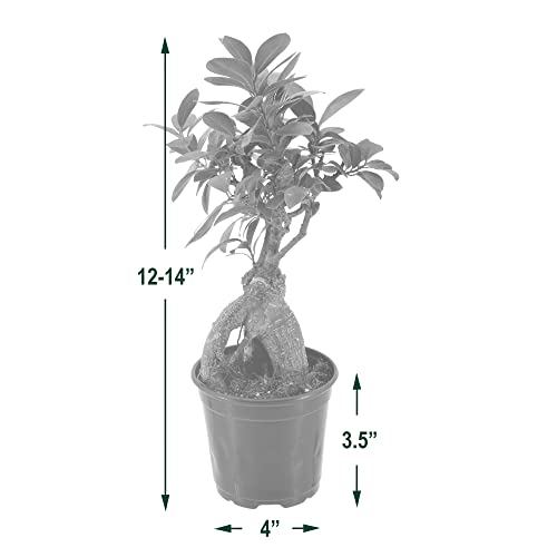 Image of Arcadia Garden Products LV61 Ginseng Ficus Live Indoor Bonsai Plant in 4 in. Plastic Grower Pot, Green, **Sold By Amazon and Arcadia Garden Products**