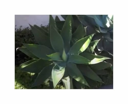 Informazioni importanti: attribuiamo grande importanza alla qualità e all'elevato tasso di germinazione dei nostri prodotti, motivo per cui evitiamo lunghi periodi di conservazione.