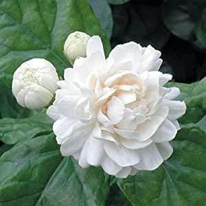 MVKR Live Jasmine mogra White Flowers Plant (Pack of 1 Plant)