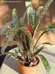 Green Petals Orchads Live Green Long Sansevieria/Snake Plant | Foliage Snake/Mother-in Lows Plant for Indoor & Outdoor with Pot | Air Purifier Plat Lsansevieria Cylindricas Air Purifier Live Plant (B0CTTBG237) Amazon Price History, Amazon Price Tracker