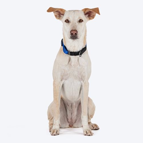 Image of HUFT Martingale Collar - Cobalt Blue & Classic Black (M) | Stylish Adjustable Dog Belt for Puppies, Small & Medium Dogs | Durable Neck Collar for Walking, Training & Everyday Use