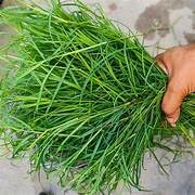 LiveNature Durva Grass Seeds (1000 Seeds) | Premium Green Lawn Grass for Home Garden, Temple, Balcony, Landscape, Farmhouse & Outdoor Gardening-image-10