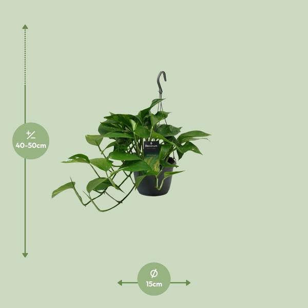 Efeutute Scindapsus Epipremnum – Ø 15 cm – 45 cm – łatwa w pielęgnacji roślina pnąca i oczyszczająca powietrze roślina pokojowa – zielona roślina z liśćmi w kształcie serca, do salonu i biura