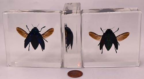 Image of 2.9 inch Real Polybothris Sumptuosa Gemma Blue Jewel Beetle w /Open Wings in Crystal Clear Lucite Resin Specimen Preserved Insect Taxidermy Collection for Biology Science Education Desk Display Supplies