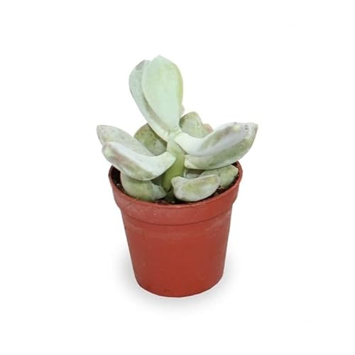 Miniatura 3 de Verdecora Pack 10 Crasas Suculentas Naturales Maceta Ø5cm