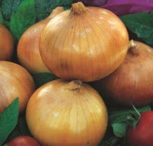 210 seeds of Onion Ailsa Craig, Garden Treasures Fresh Herbs Vegetable Fruit