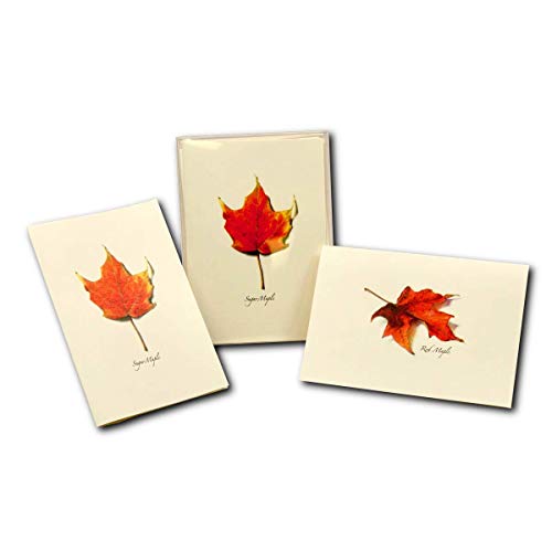 Image of Earth Sky + Water - Maple Leaf Assortment II Notecard Set - 8 Blank Cards with Envelopes (4 each of 2 styles)