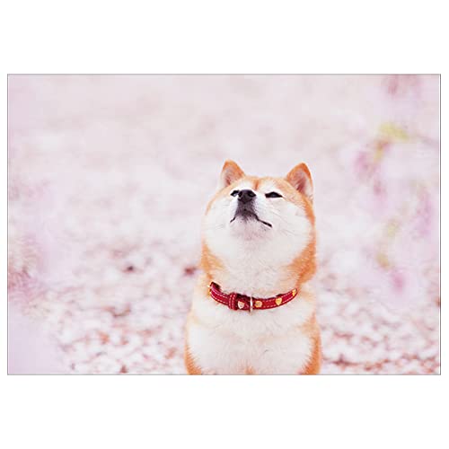 Amazon | ピンナップ ポストカード 10＋1枚 HA618 柴犬 桜 見上げる 