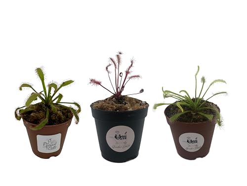 Cape Sundew (Drosera Capensis) 3-Pack Carnivorous Plants in 2" Pot Includes 1 Cape Sundew 'Red', 1 Cape Sundew Typical and 1 Cape Sundew 'Alba' Cape Sundew (Drosera Capensis) 3-Pack Carnivorous Plants in 2" Pot Includes 1 Cape Sundew 'Red', 1 Cape Sundew Typical and 1 Cape Sundew 'Alba'