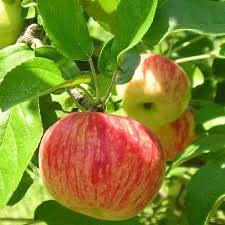 Ariya Live All Season Hybrid Dwarf Fuji Apple Plant for Garden (B0B2MCC5WB) Amazon Price History, Amazon Price Tracker
