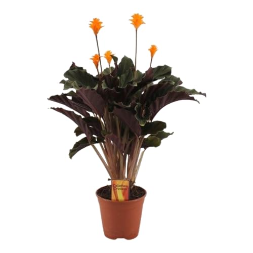 Calathea Crocata ca. 40 cm – Korbmarante – Zimmerpflanze – Grünpflanze – pflegeleicht & haustierfreundlich – tropisch – luftreinigend – ideal für Wohnzimmer & Büro