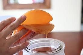 Large 4 SCOBY with Detailed INSTRUCTIONS by well known brand Kombuchaorganic®