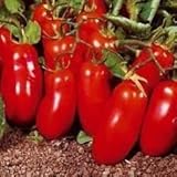 Delivery in 10-20 days 50 seeds Organic, Heirloom San Marzano Tomato Seeds New seeds for 2017