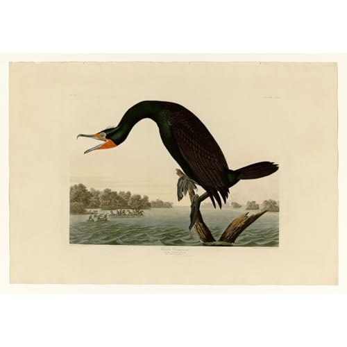 Toile Florida Cormorant Audubon décoration murale salon nature