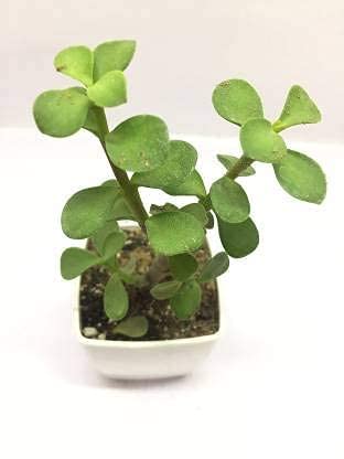 Image of Live Jade Indoor Plant with White Decorative Pot | Lucky Succulent Plant for Home & Office Decor | Low Maintenance Natural Tabletop Greenery (3Inch Pot, White) (Jade)