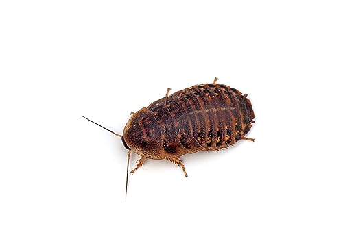 Livefoods4u Live Medium Dubia Roaches Pre Pack Approx 15 (15-20mm) - Live Food for Reptiles - Image 2