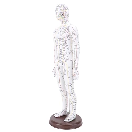 20 '' Modèle D'acupuncture du Corps Humain, Point de Pression Masculine/Féminin et Modèle Méridien pour L'enseignement, L'acupuncture et le Massage,...