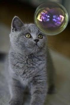Kitty Love Bubbles: 2 Pack Catnip Scented - 4oz Bottles, Catnip Infused Long Lasting Bubbles For Cats, Non-Toxic & Allergen-Free, Combine Toy & Treat