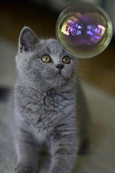 Kitty Love Bubbles: 2 Pack 4Oz Bottles Of Catnip Scent Bubbles For Cats, Non-Toxic And Allergen-Free, Bring Out Your Cat's Inner Hunter With Hours Of Fun And Exercise #TOP4